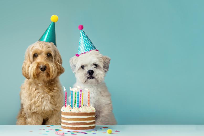 Online Doggy Dessert Chef Course - Fully Accredited By Holly And Hugo