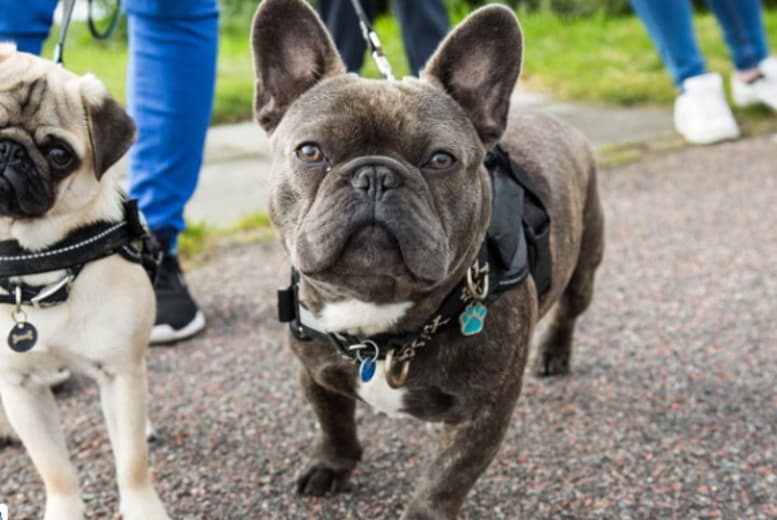 Icoes & Cpd Dog Walking 101 Course