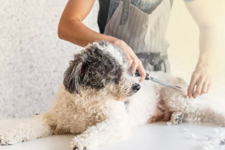 Dog Grooming Certification Course